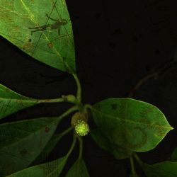 Phyto Travellers