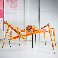 „Versammelt“ – Japanische Riesenkrabbe