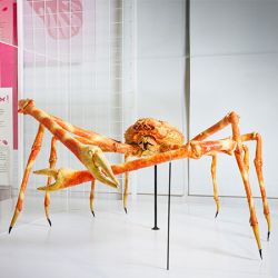 „Versammelt“ – Japanische Riesenkrabbe