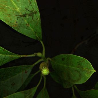Phyto Travellers