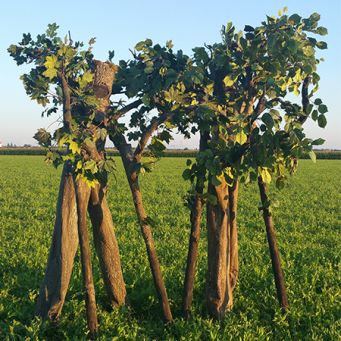 Living Trees